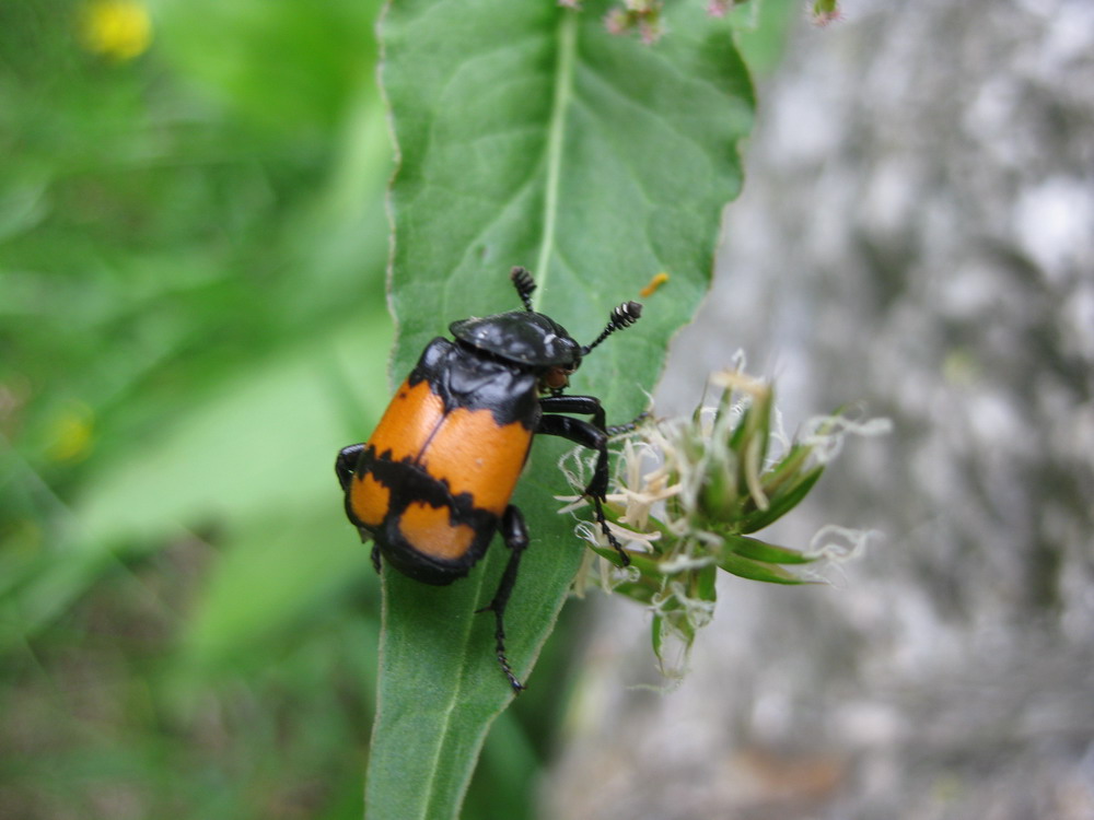 Coleotteri ignoti...